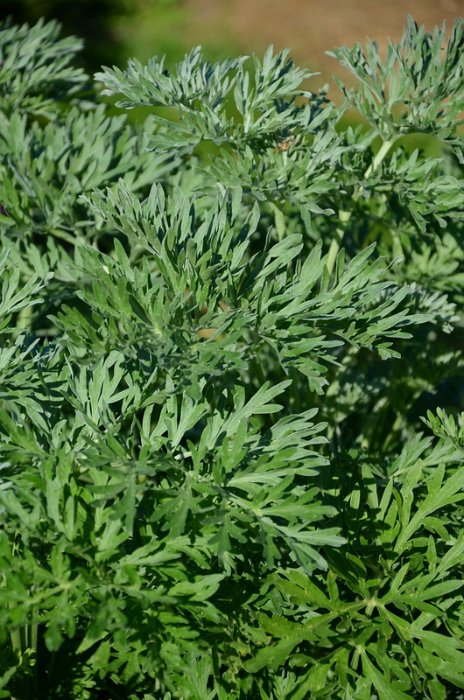 Artemisia absinthium (2)